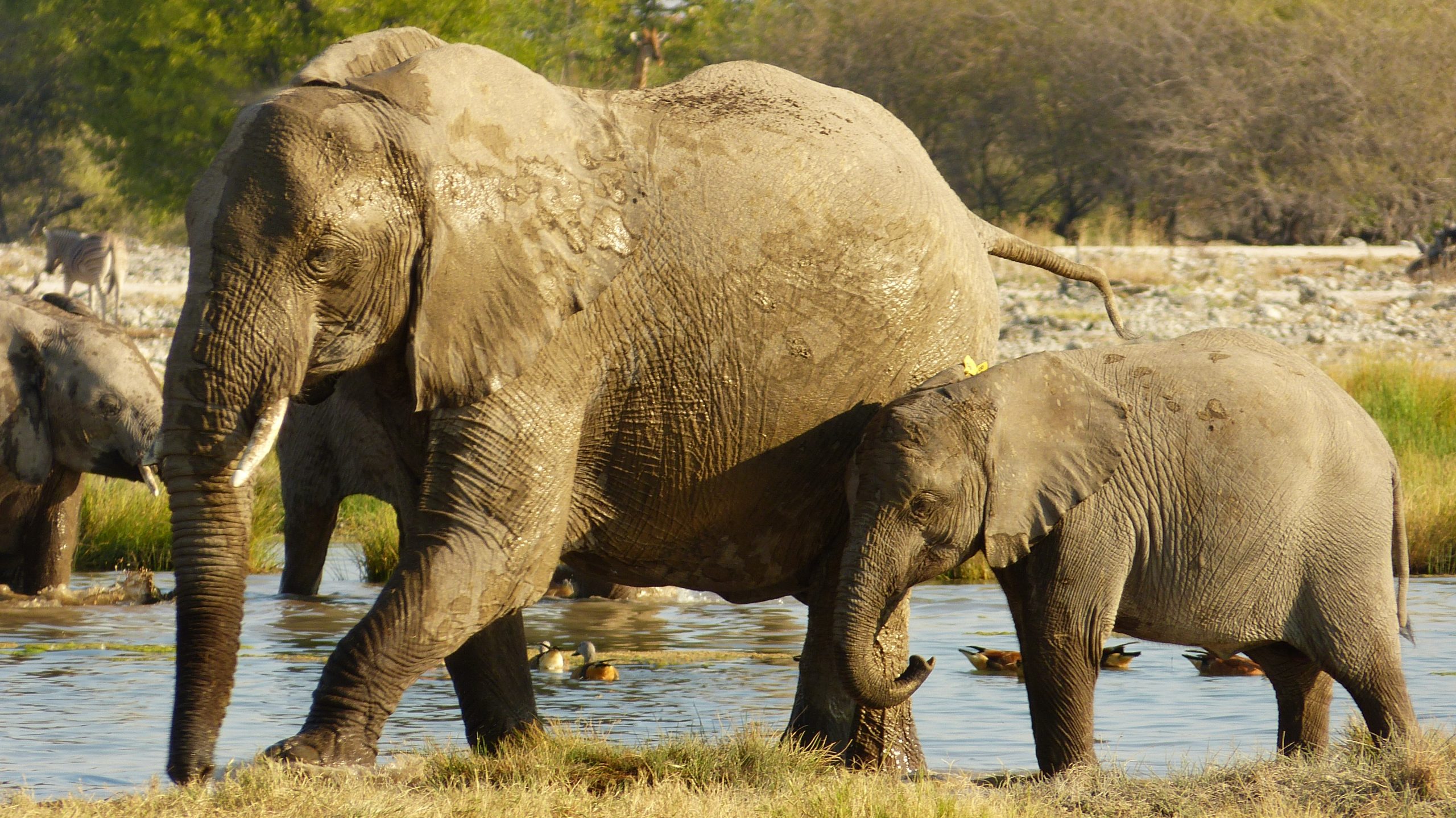 Namibia – Etosha – Elefantenkuh mit Jungtier 2 c Karawane Reisen